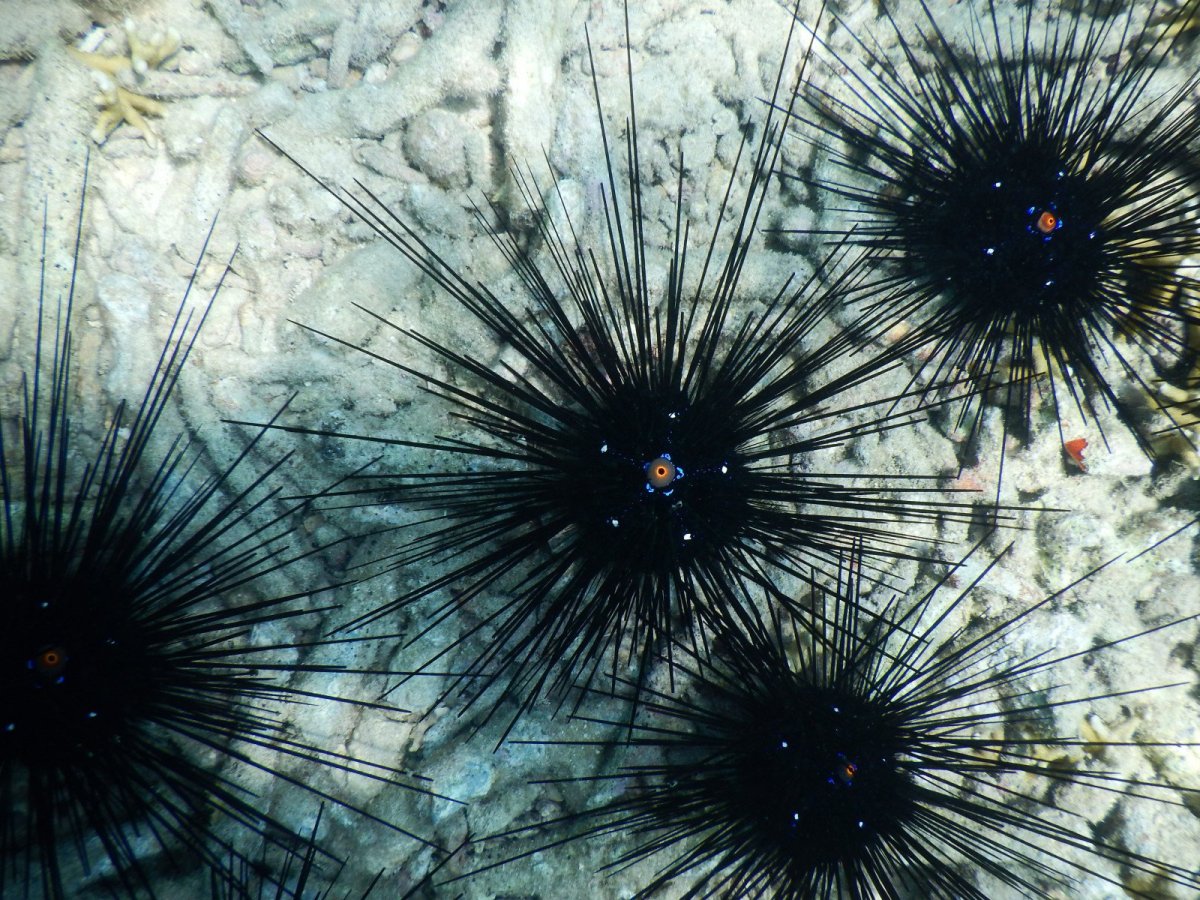 Глаза морского ежа