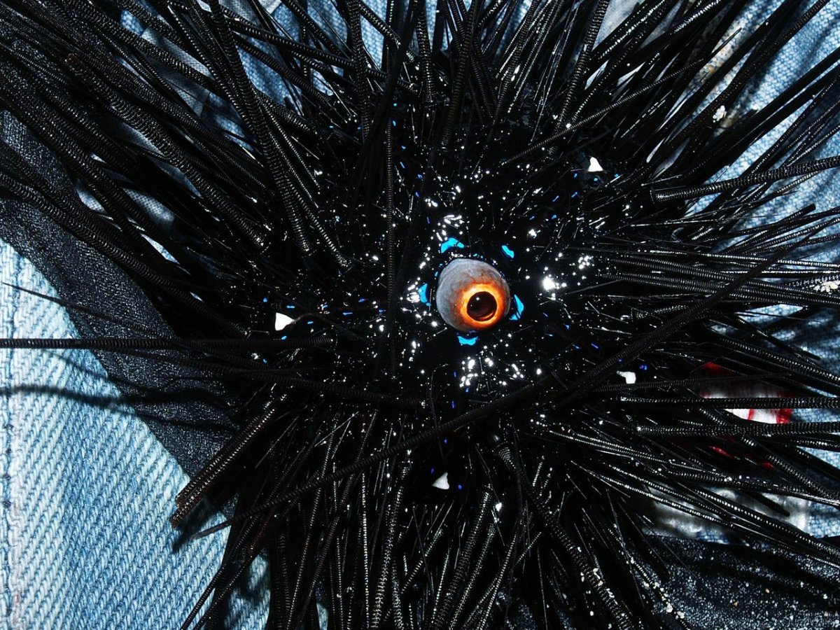 Морской еж Diadema setosum