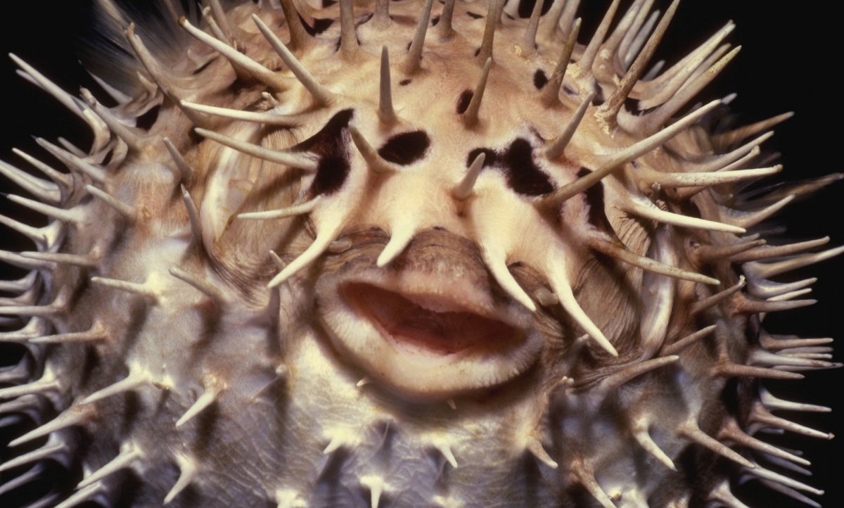 Морской еж альбинос