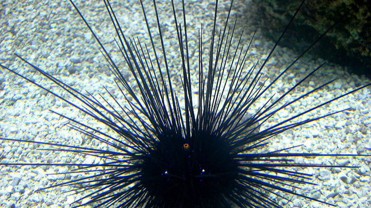Морской еж моллюск