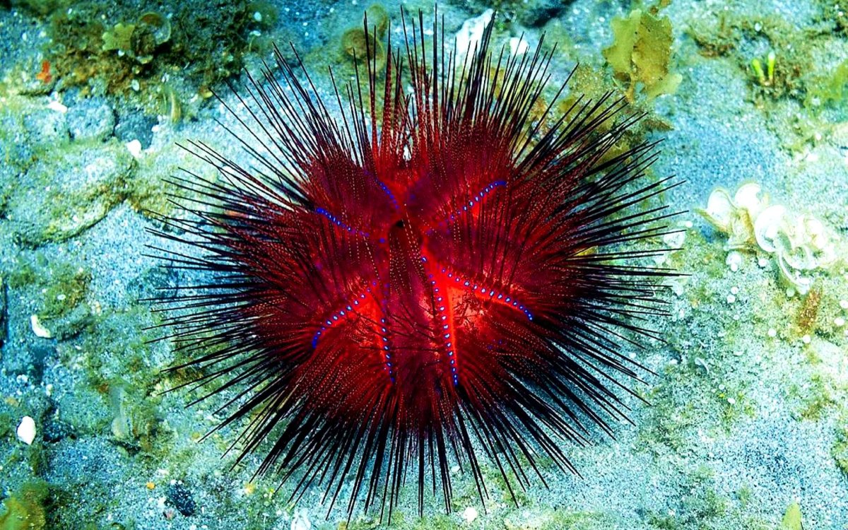 Иглобрюх Геншин