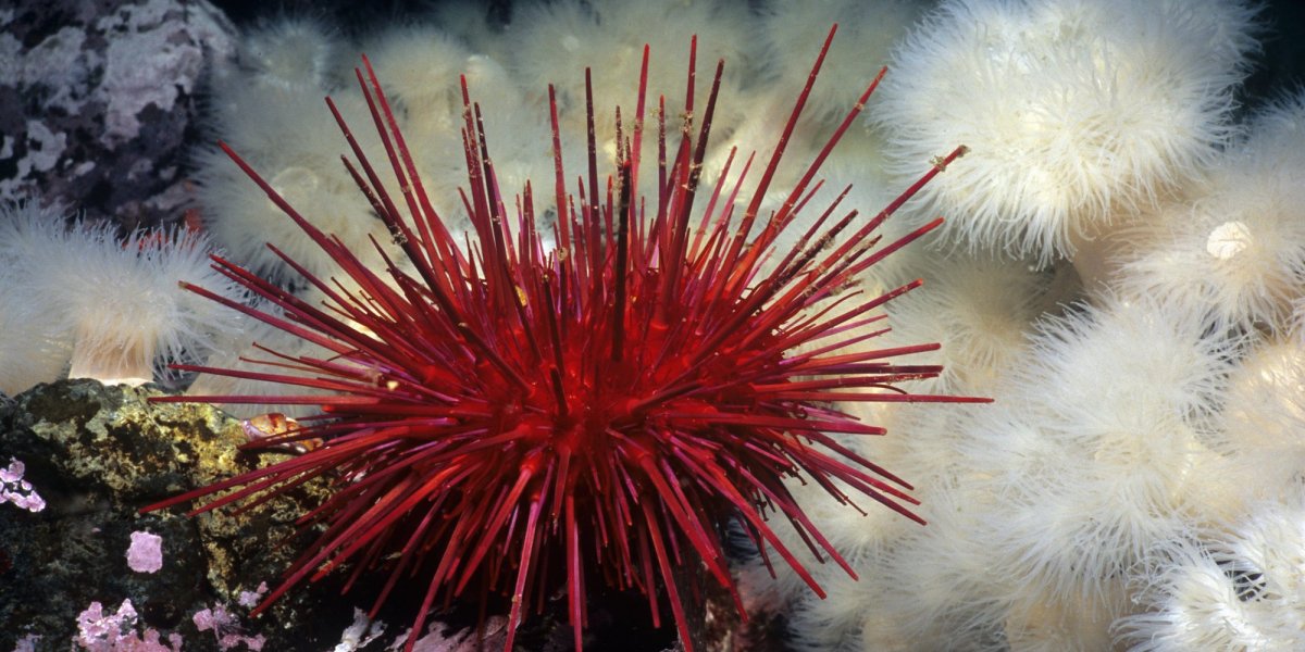 Черноморский морской еж