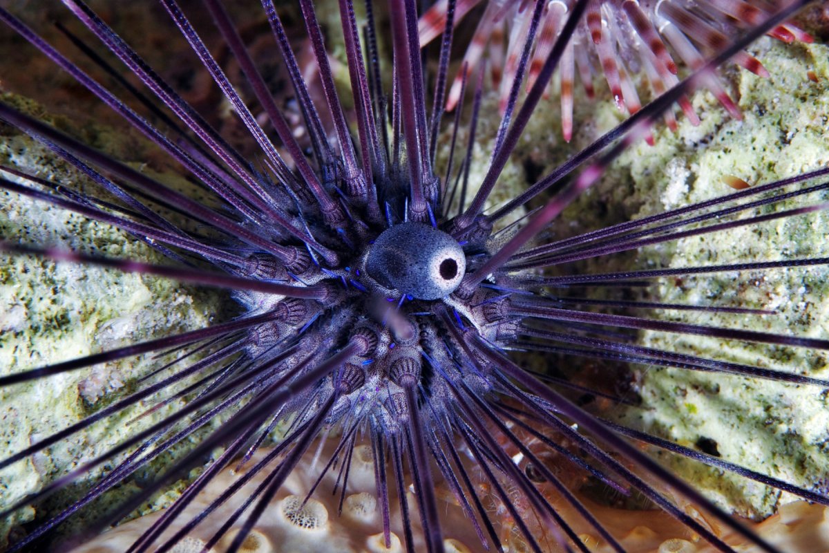 Жемчужный иглобрюх