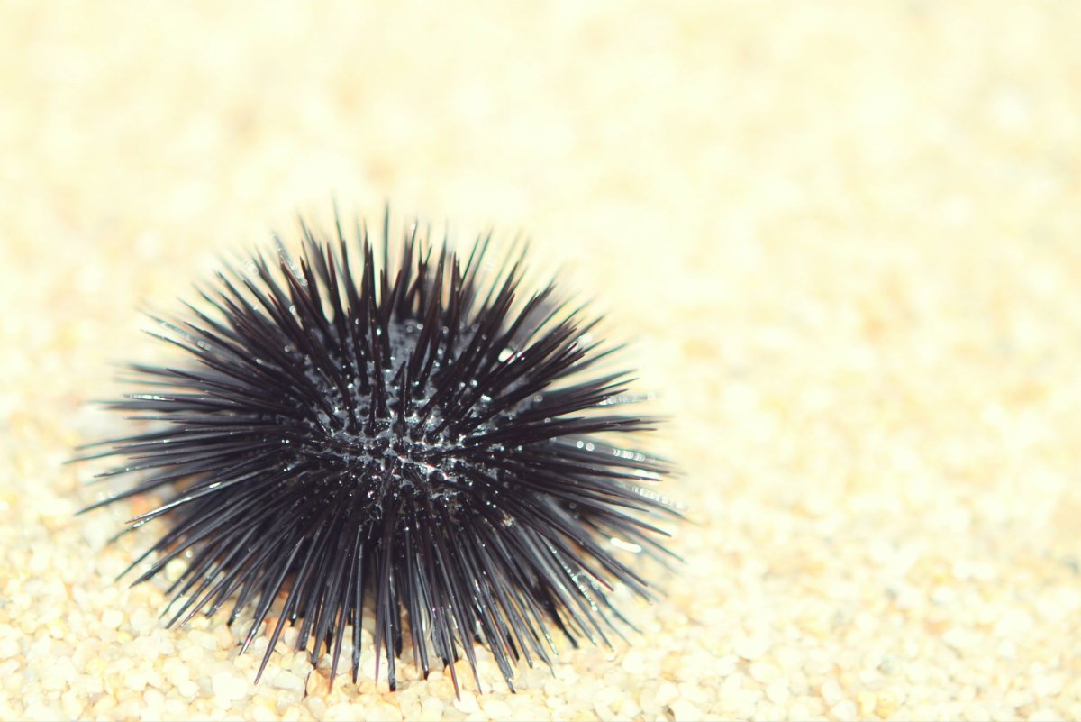 Морской еж Андаманского моря
