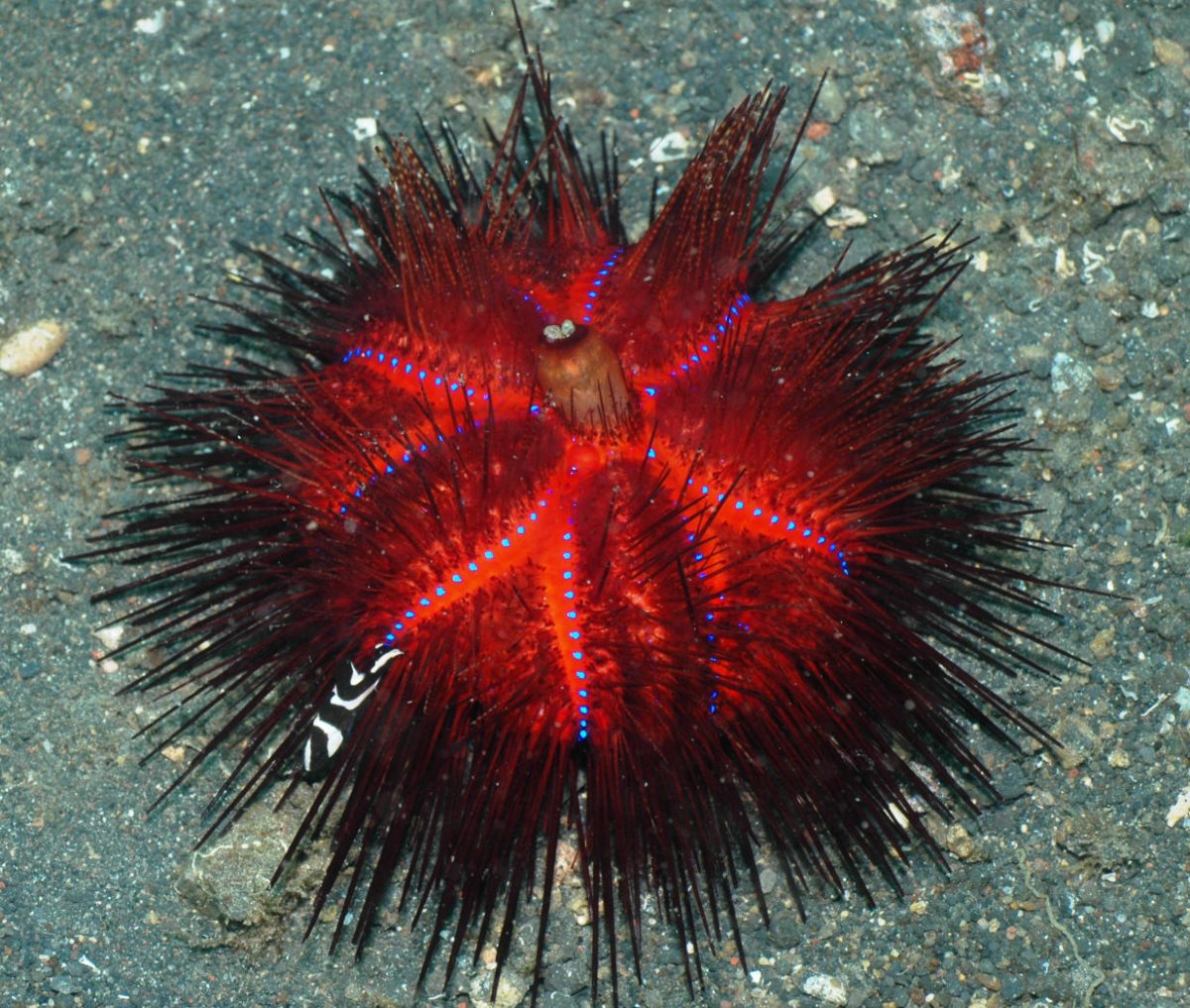 Рыба еж зубы