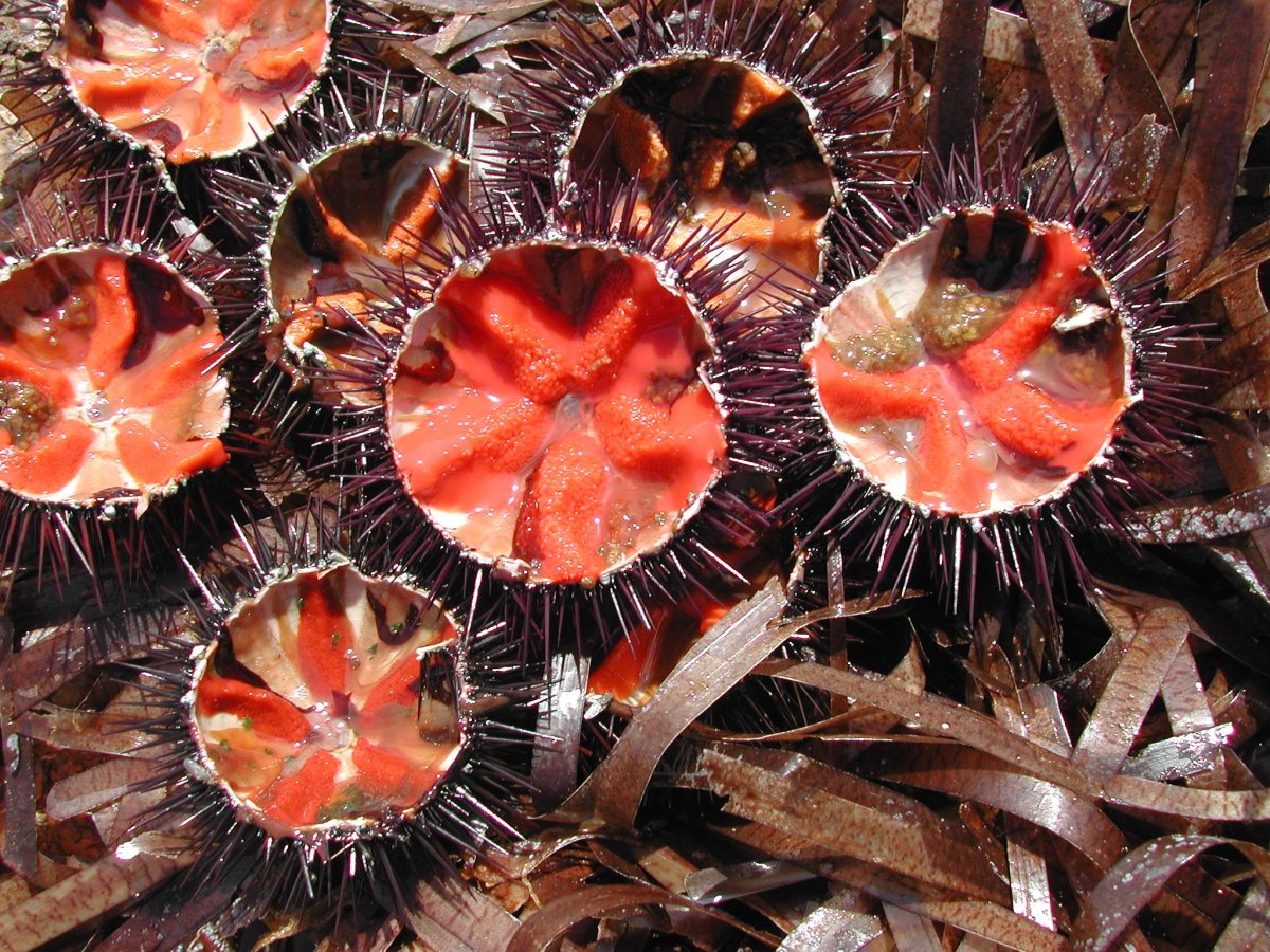 Скелет иглобрюхой рыбы