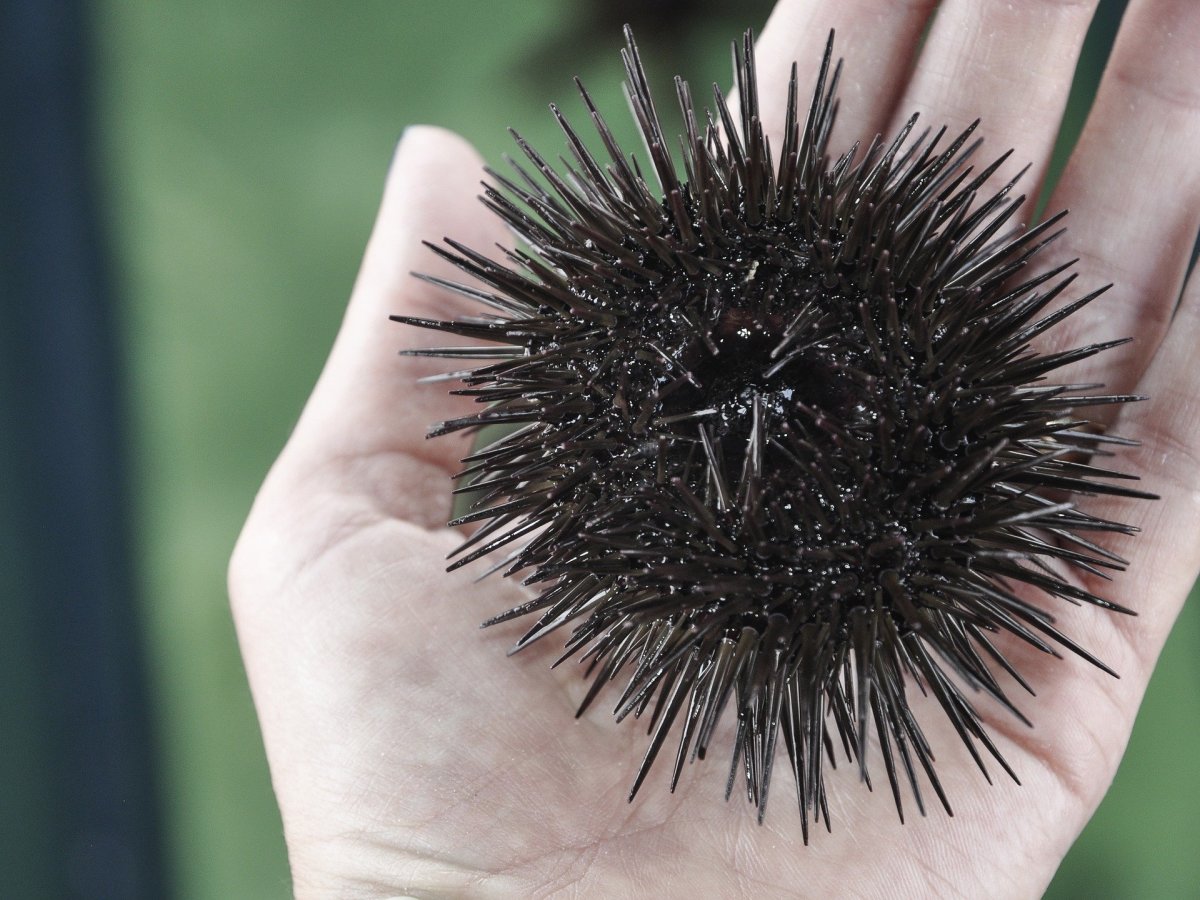 Дельфин и иглобрюх