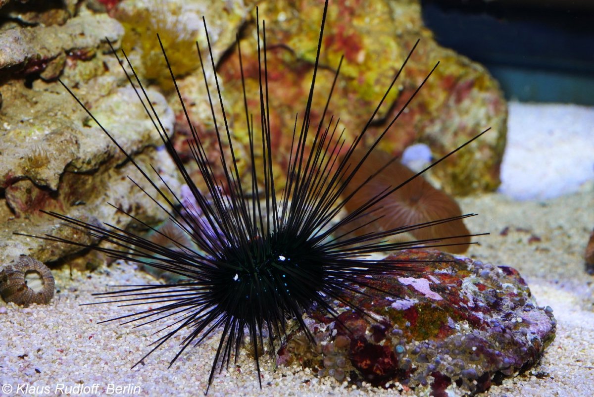 Морской еж для детей