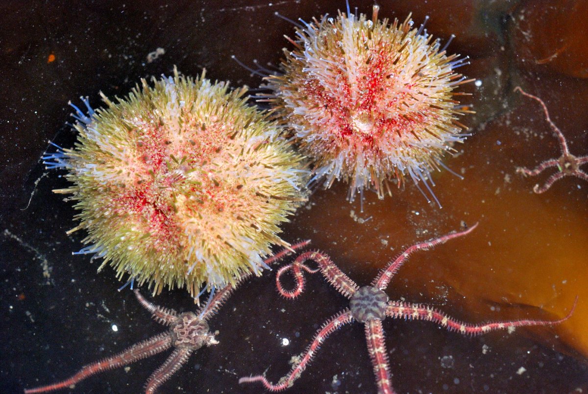 Дениз Кестанеси