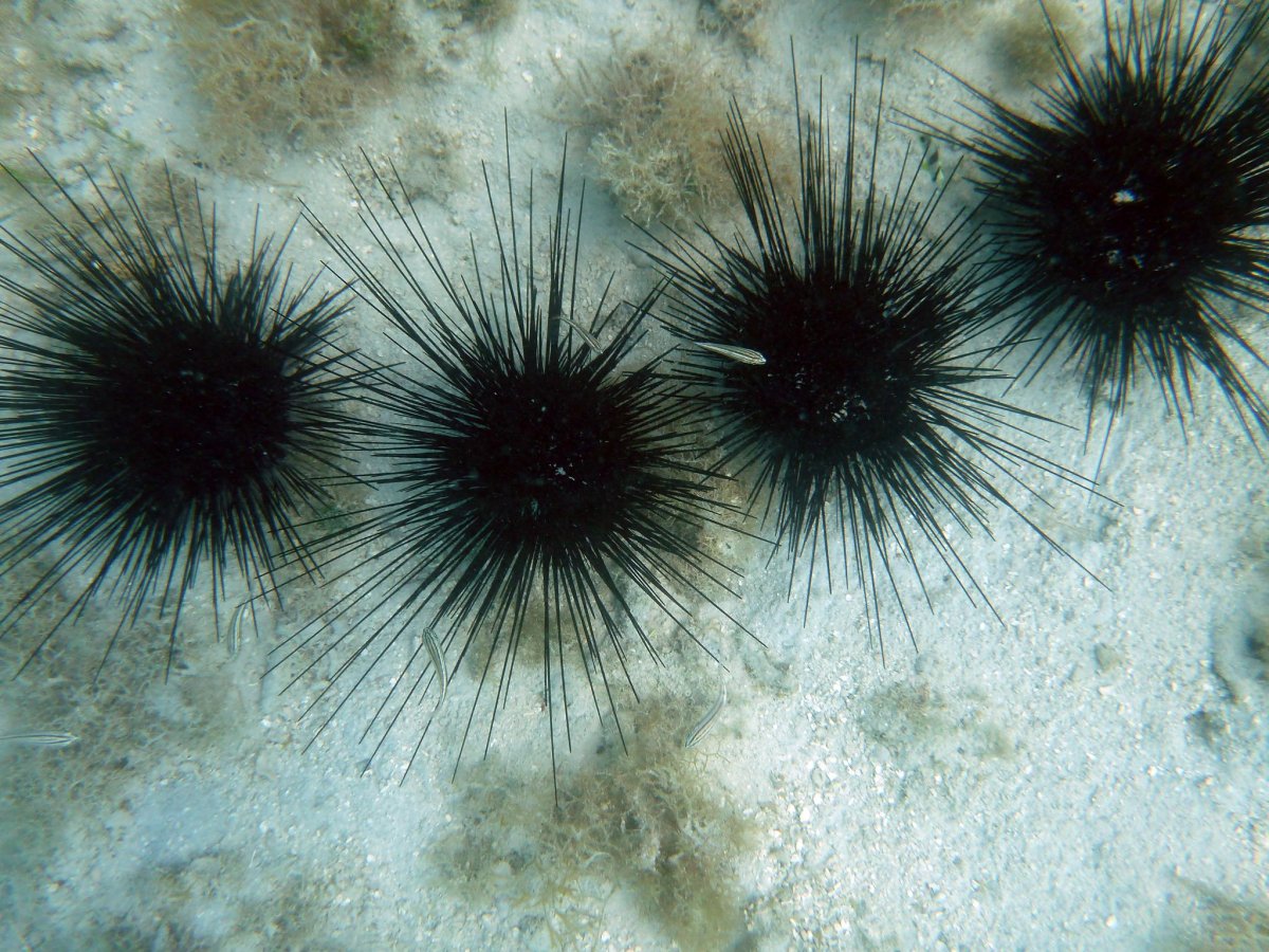 Морской еж Астропига Радиата