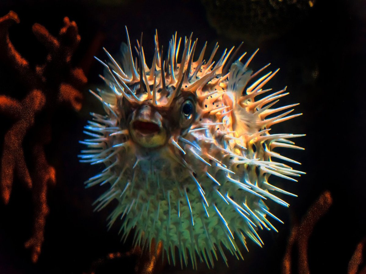 Иглобрюх Геншин