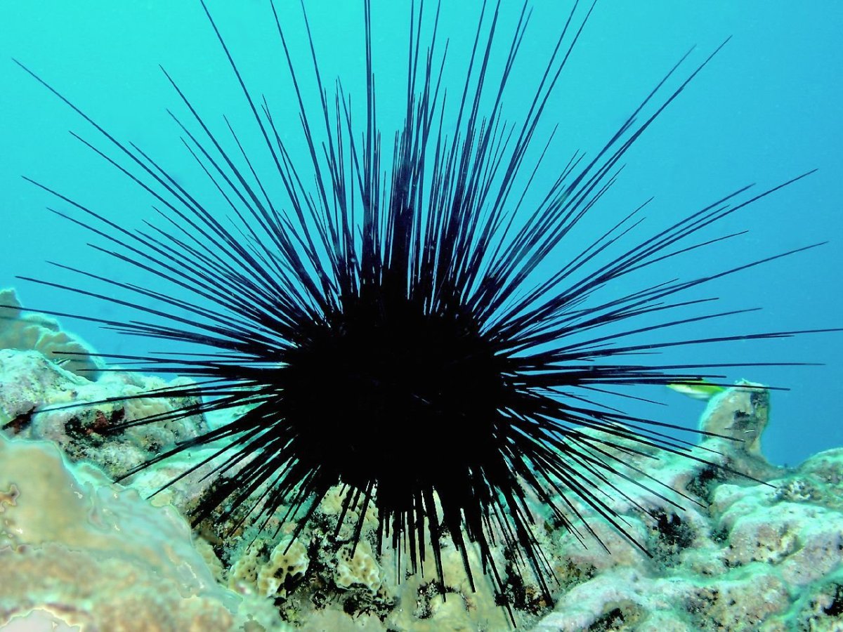 Ядовитый морской еж