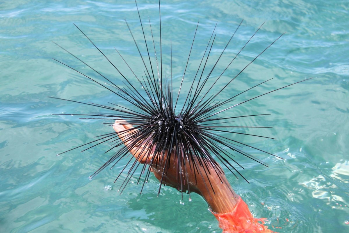 Черные водоросли