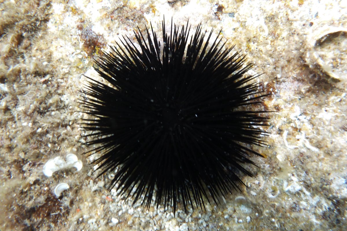 Рыба фугу сбоку