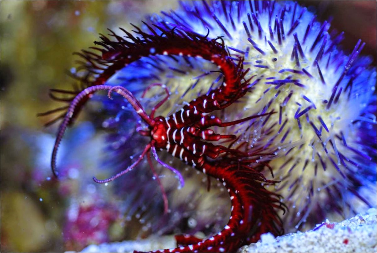 Ядовитая рыба фугу