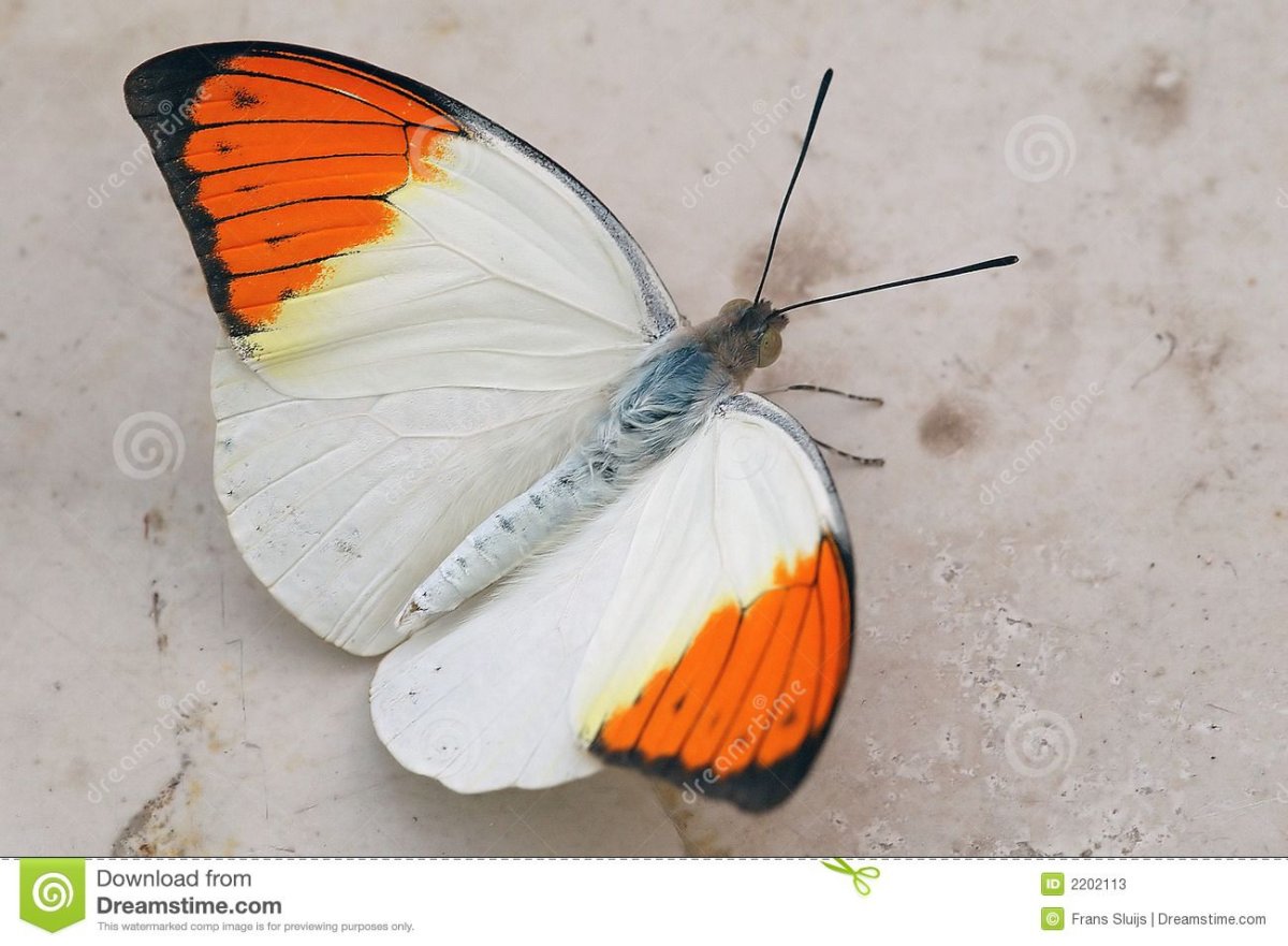 Бабочка с бело-оранжевыми крыльями
