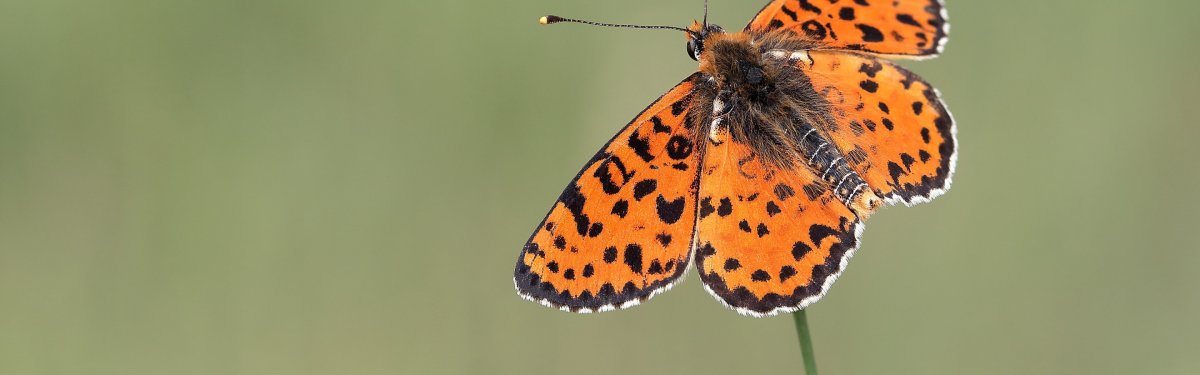 Рыжая бабочка с черными пятнами