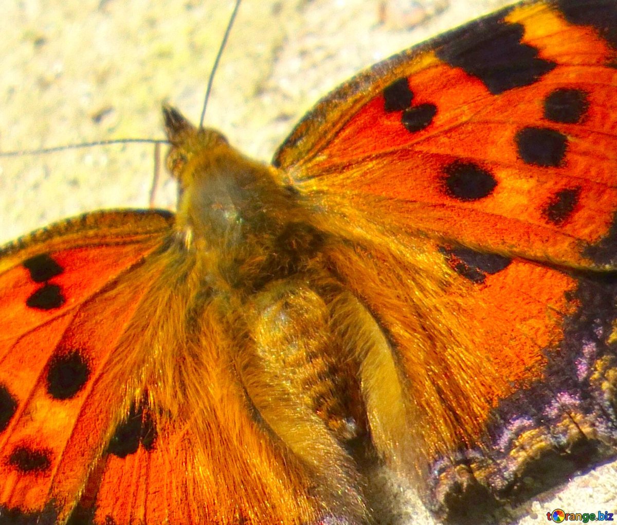 Большая оранжевая бабочка