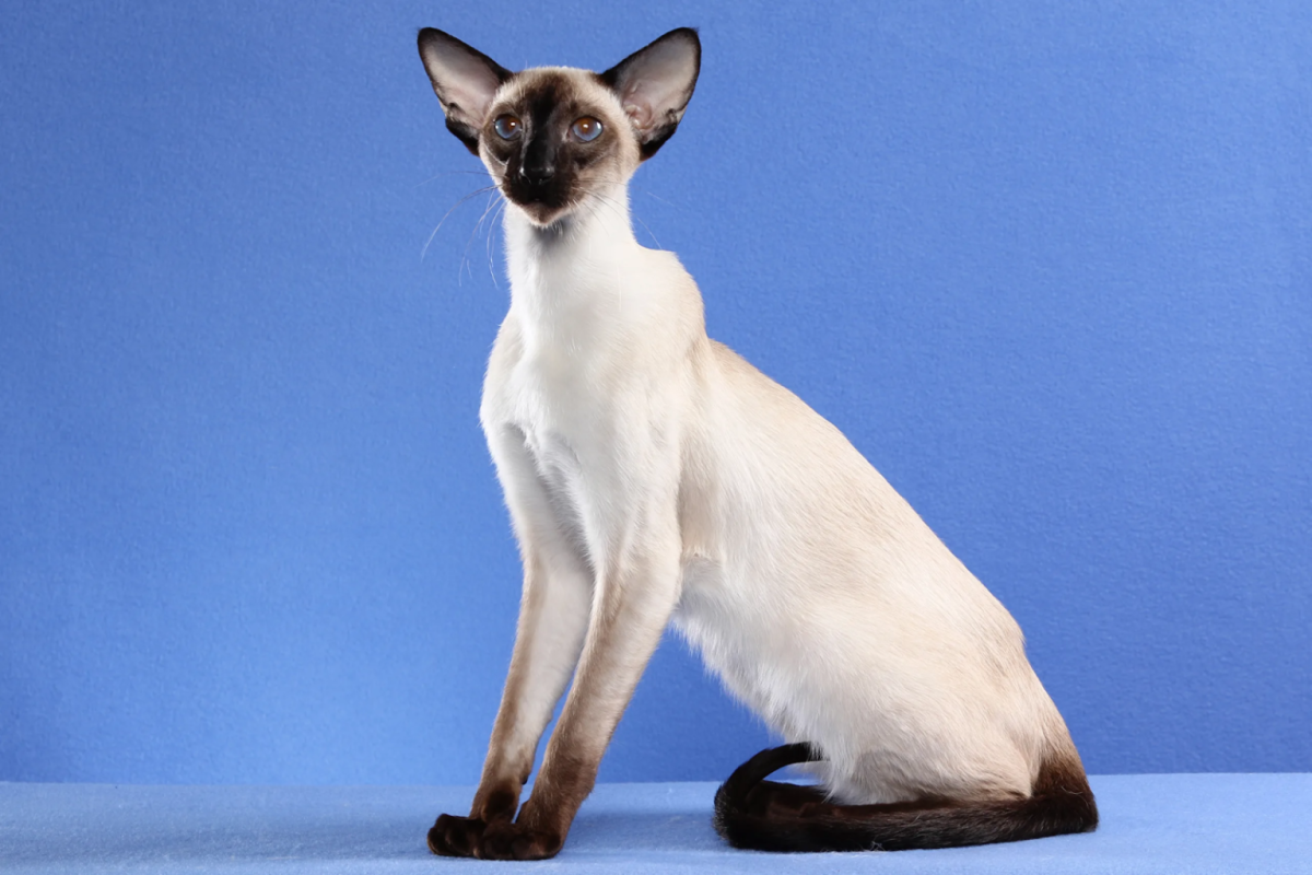 Характер и повадки ориентальной кошки по отношению к хозяину