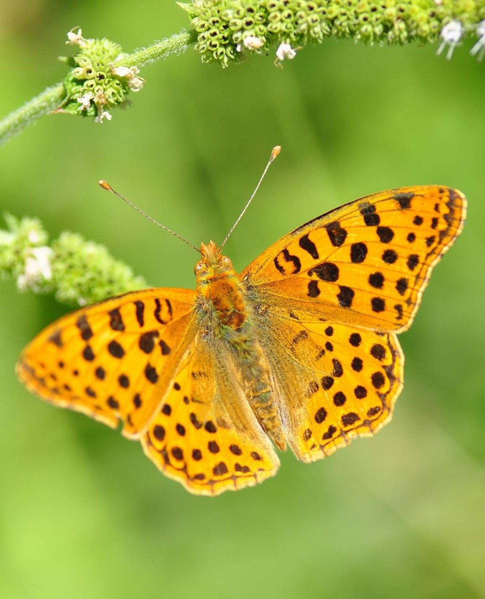 Жёлтая бабочка