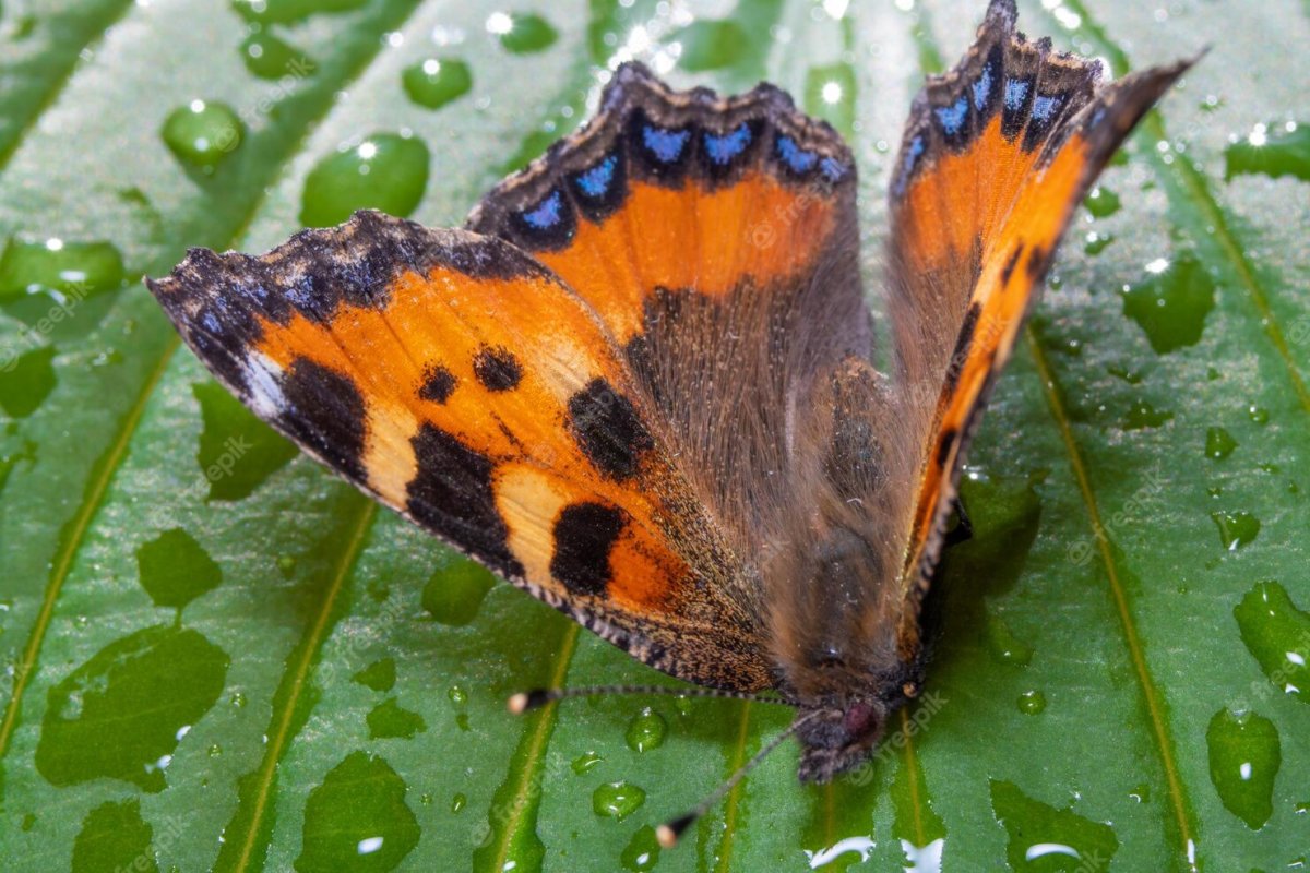 Черный Кардинал бабочка