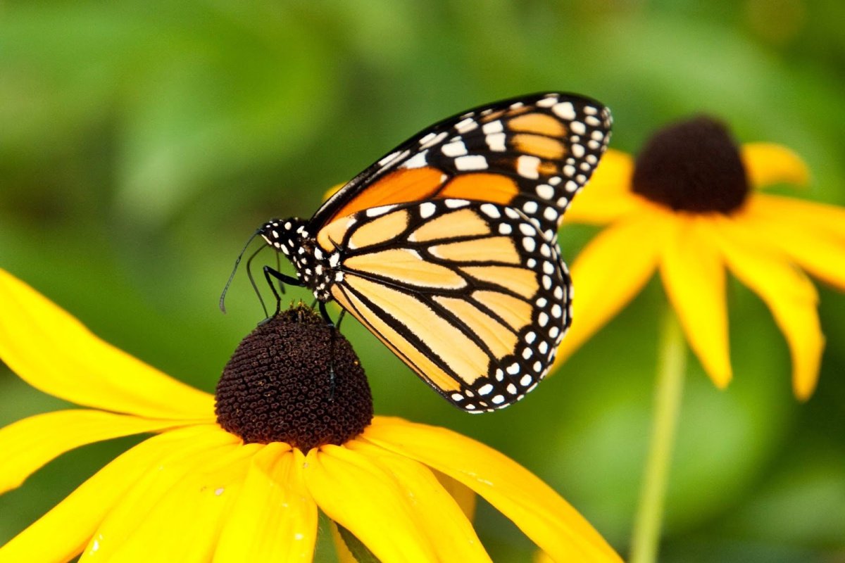Оранжевая бабочка на черном фоне