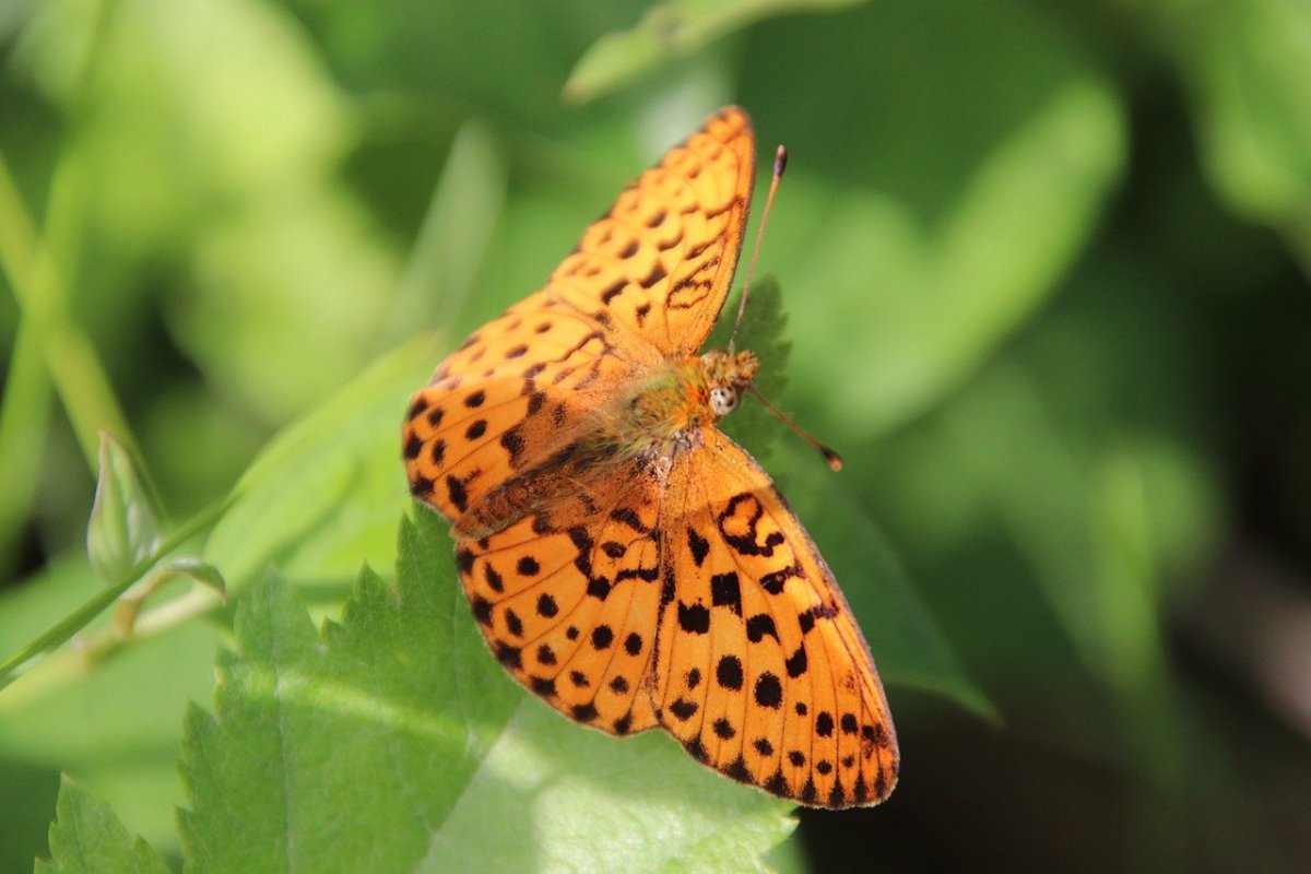 Бабочка коричневая с оранжевыми