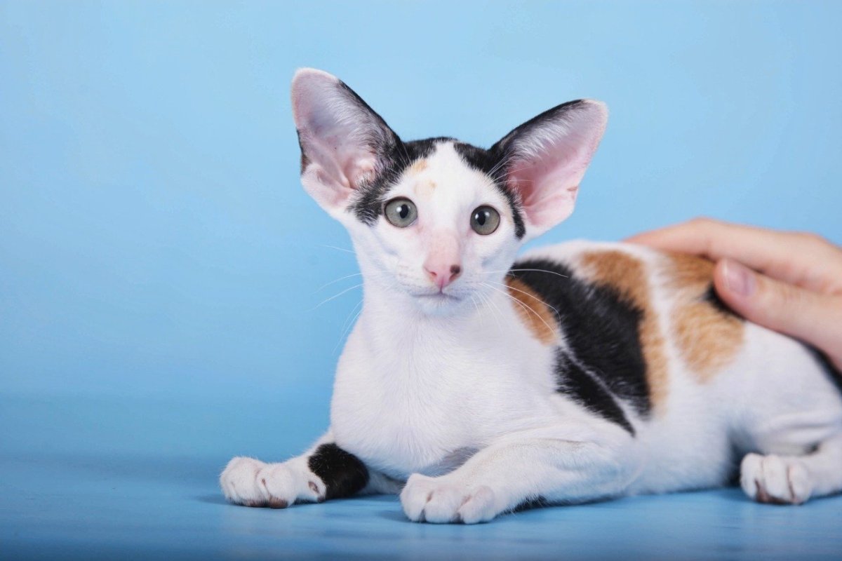 Ориенталы Калико