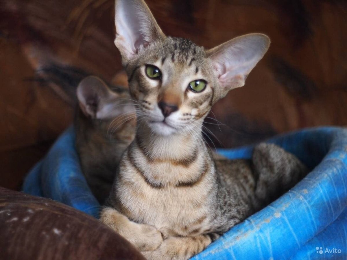 Ориентальный кот табби
