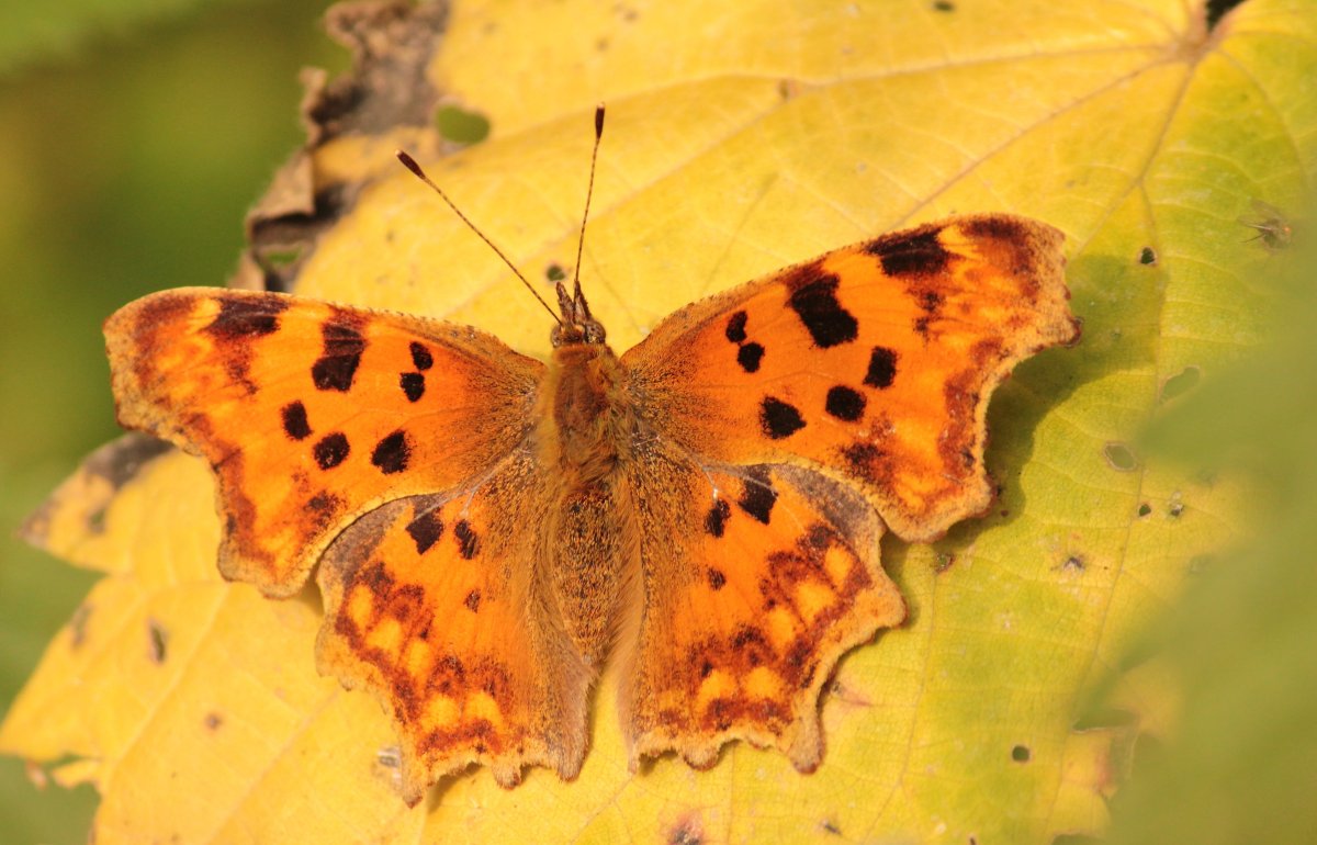 Бабочка оранжевая с черными пятнами