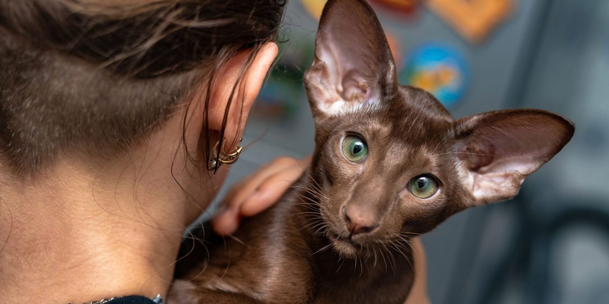 Сиамская Ориентальная короткошерстная