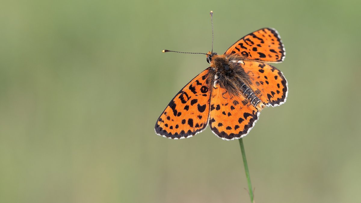 Бабочка Монарх Баттерфляй