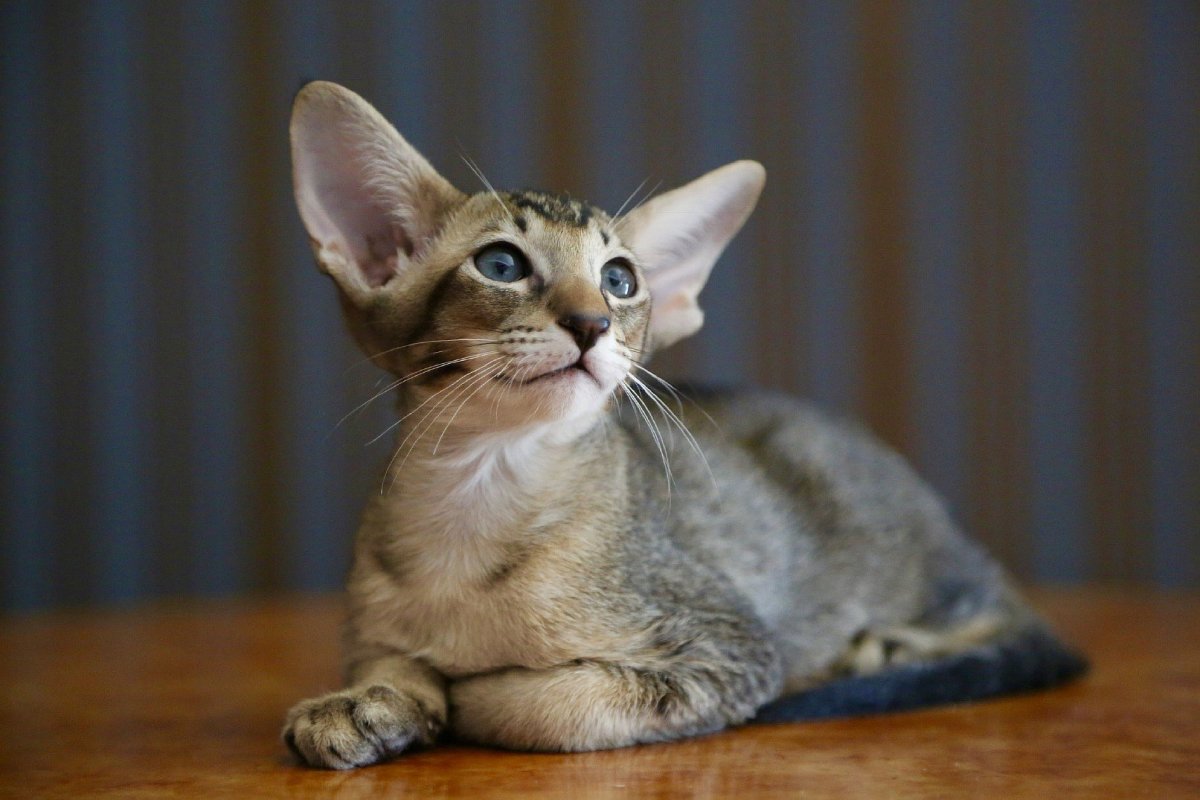 Тэбби Ориентал