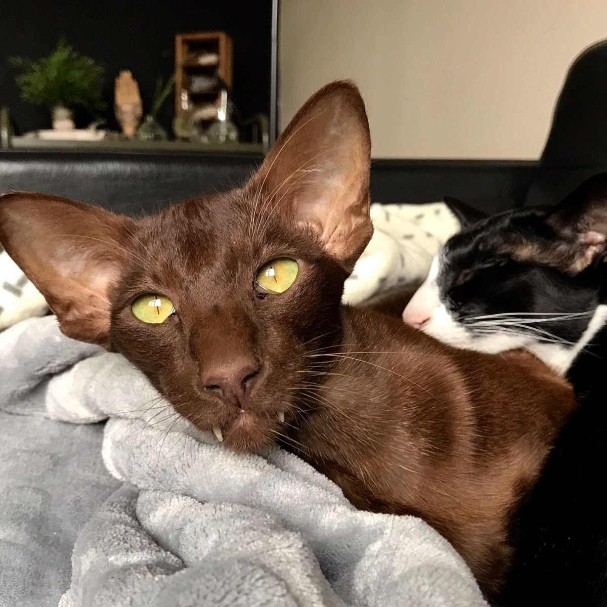 Ориентальная кошка белая