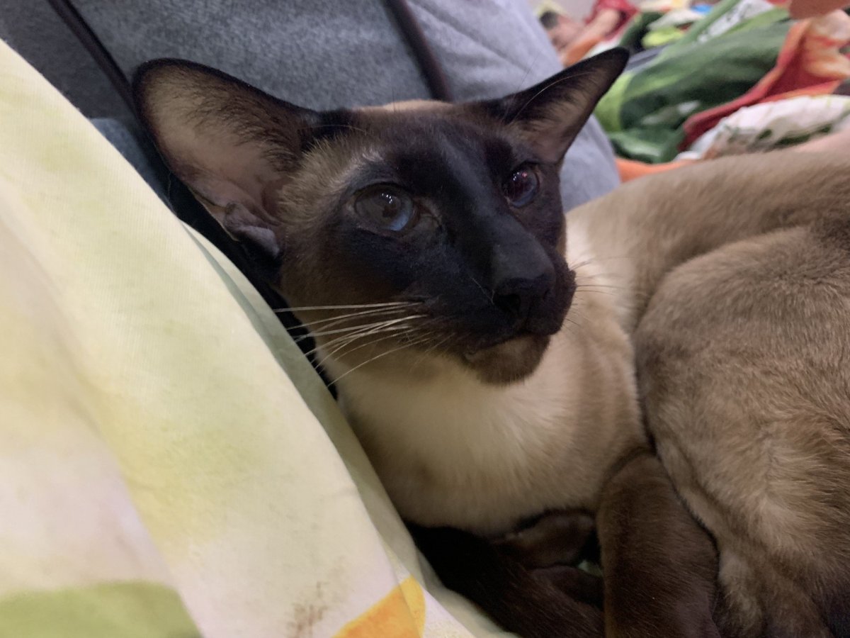 Силпоинт сиамка кошка фото