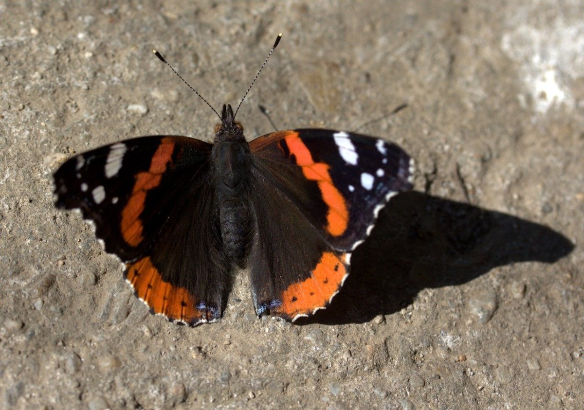 Бабочка крапчатый Арлекин