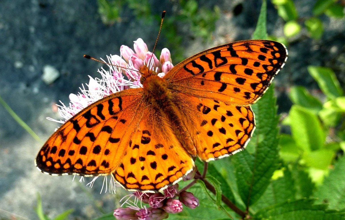 Бабочка Монарх черная