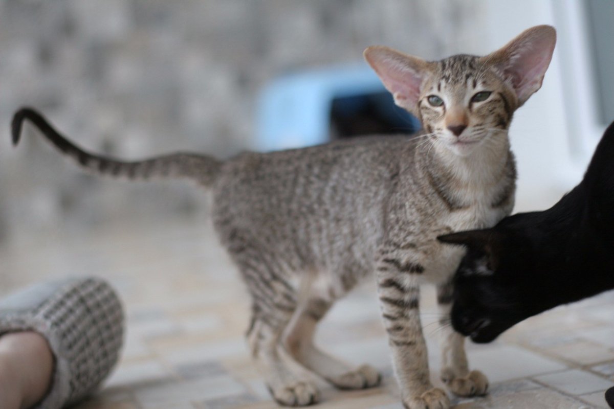 Ориентальная кошка тигрового окраса