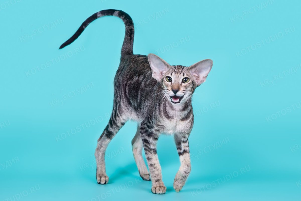 Мраморный ориентальный кот