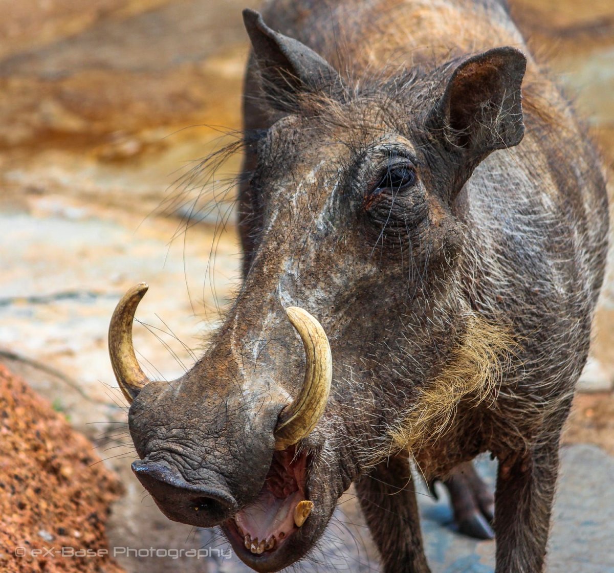 Морской кабан