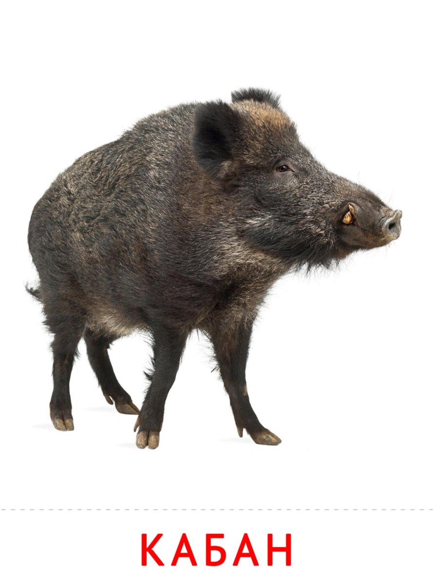 Карточка с изображением кабана