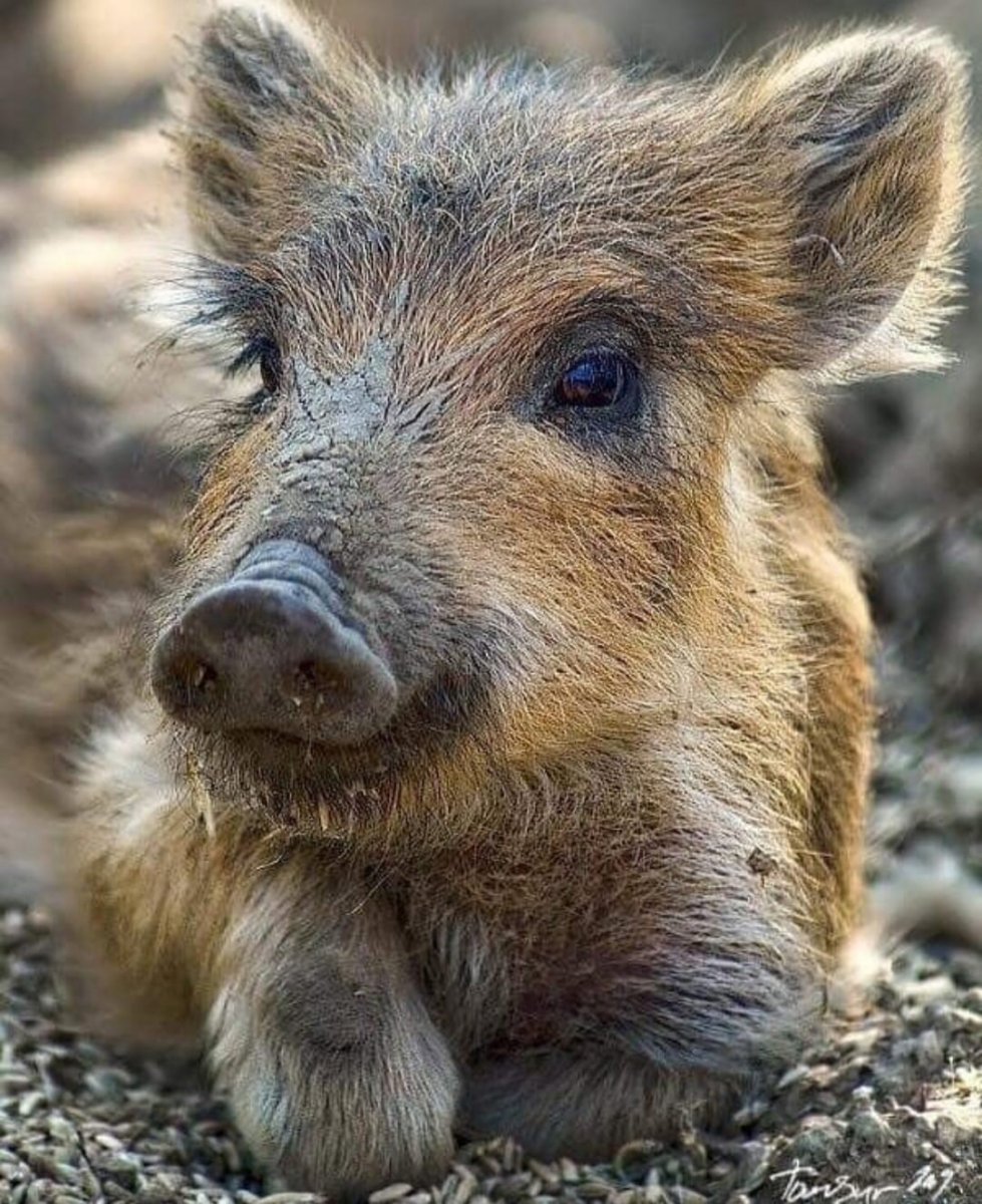 Кабан бородавочник кабан секач