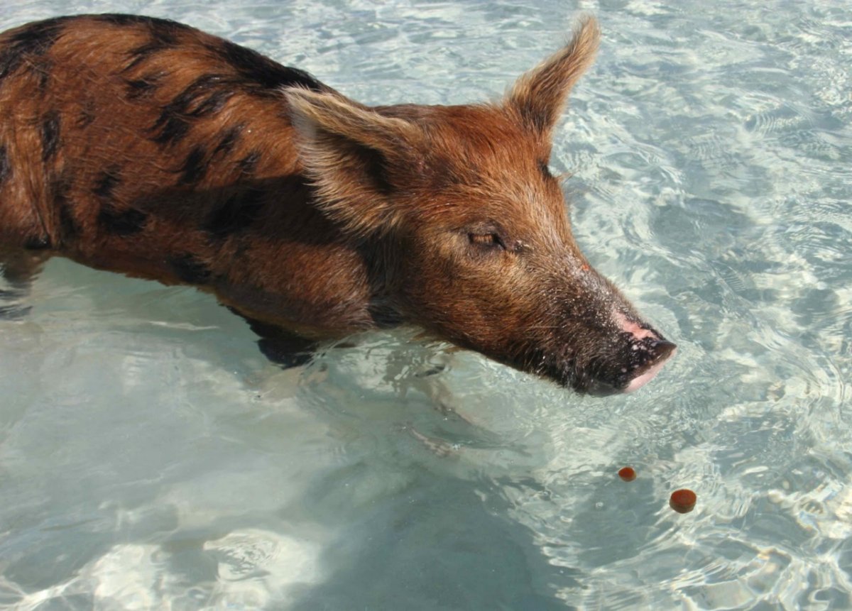 Морской кабан