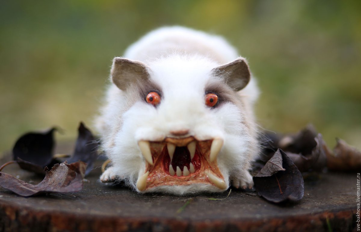 Морская Свинка хищник