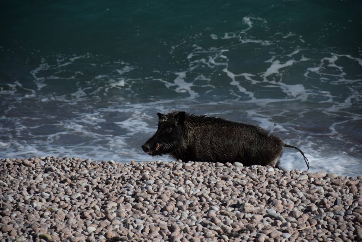 Кабан в Гурзуфе 16.10.2019