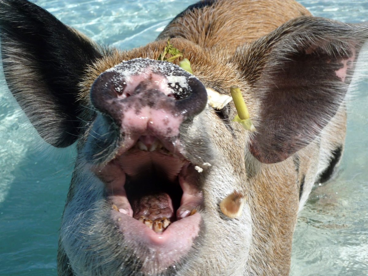 Зентангл свинья