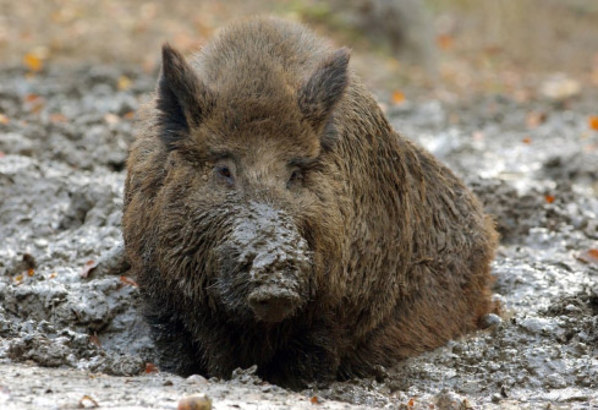 Матерый кабан