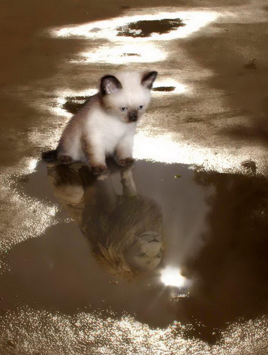 Котенок в луже