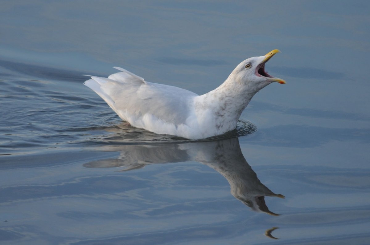 Чайка поморник