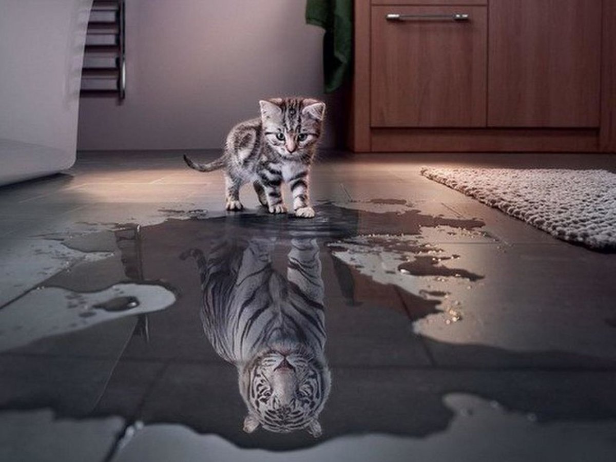 Котёнок и отражение тигра